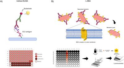 Development and characterization of high-throughput serological assays to measure magnitude and functional immune response against S. Paratyphi A in human samples